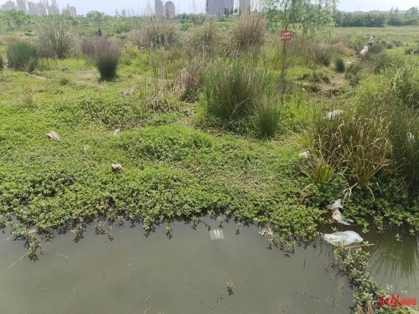 漢崋资本 &ldquo;五一&rdquo;成都钓小龙虾火热，专家提醒野生小龙虾慎食，注意保护自然水域